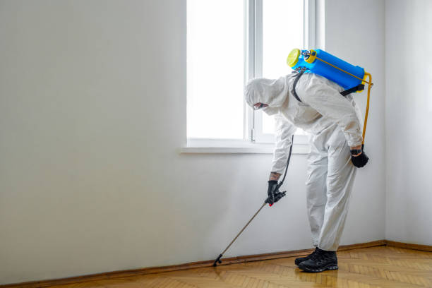 Wasp Removal Services in St James, MN
