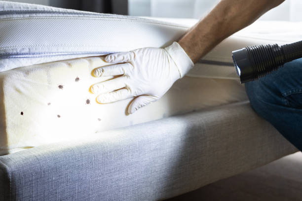 Best Affordable Pest Control Services  in St James, MN