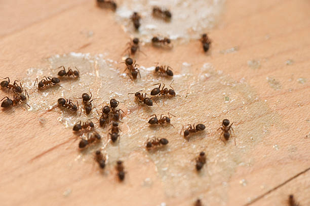 Best Best Pest Control Companies  in St James, MN